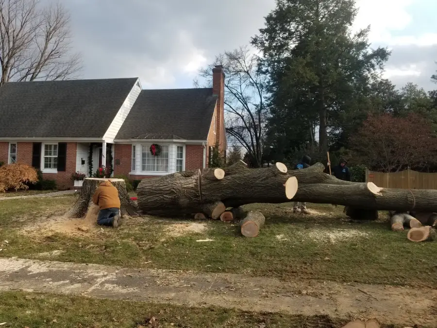 Professional Tree Company in Culpeper, VA Professional Tree Company in Culpeper, VA